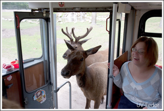 Illustration for article titled Five-Point Frenzy: When Deer Meets Car